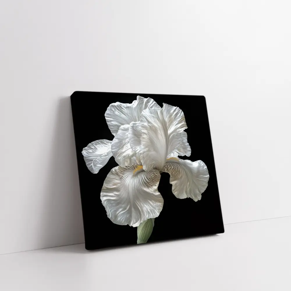 White Iris Flower On Black Background – Wall Art