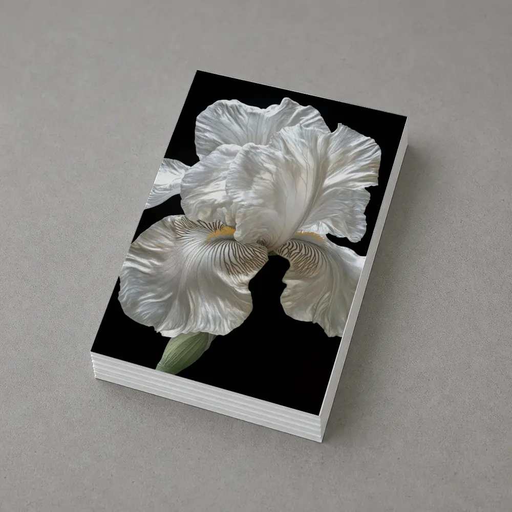 White Iris Flower On Black Background – Postcards