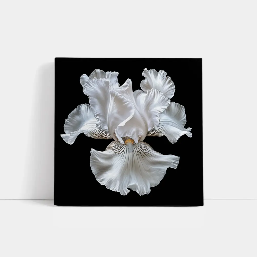 White Iris Flower Black Background Art – Wall Art