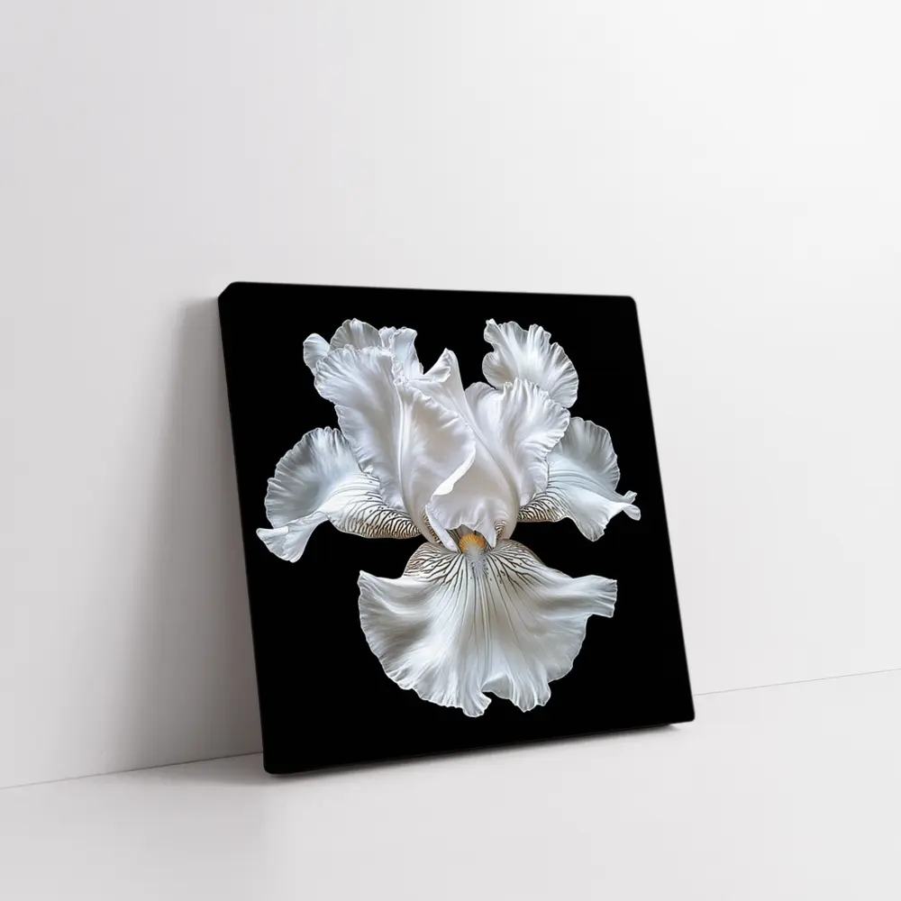 White Iris Flower Black Background Art – Wall Art