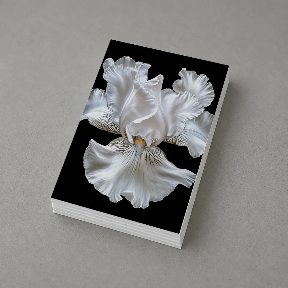 White Iris Flower Black Background Art – Postcards