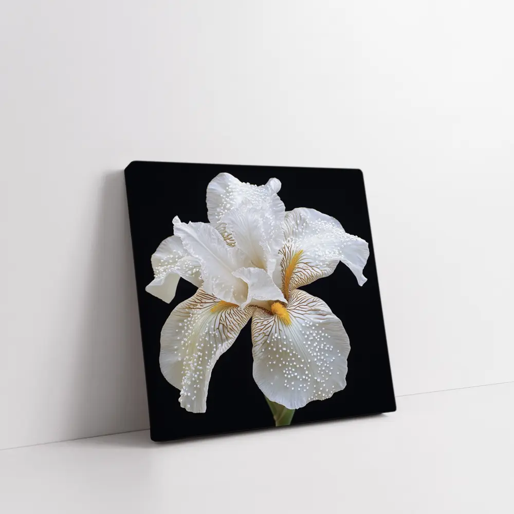 White Iris Flower Black Background Art – Wall Art
