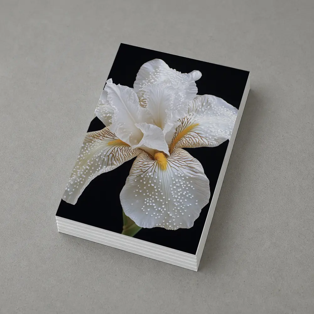 White Iris Flower Black Background Art – Postcards