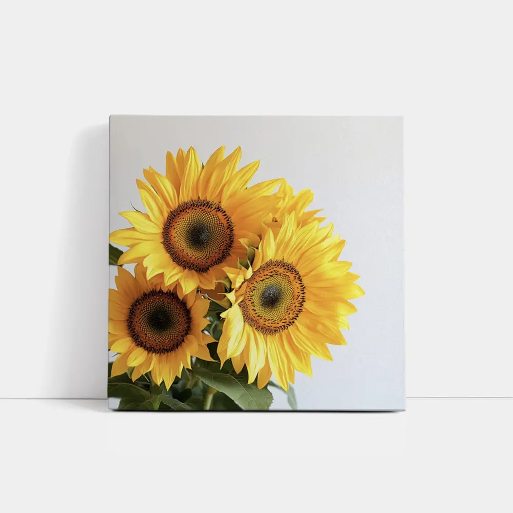 Three Sunflowers Against White Background – Wall Art