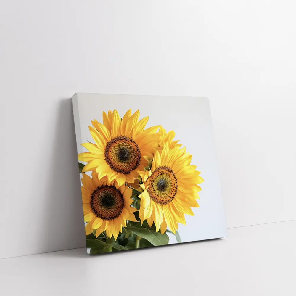 Three Sunflowers Against White Background – Wall Art