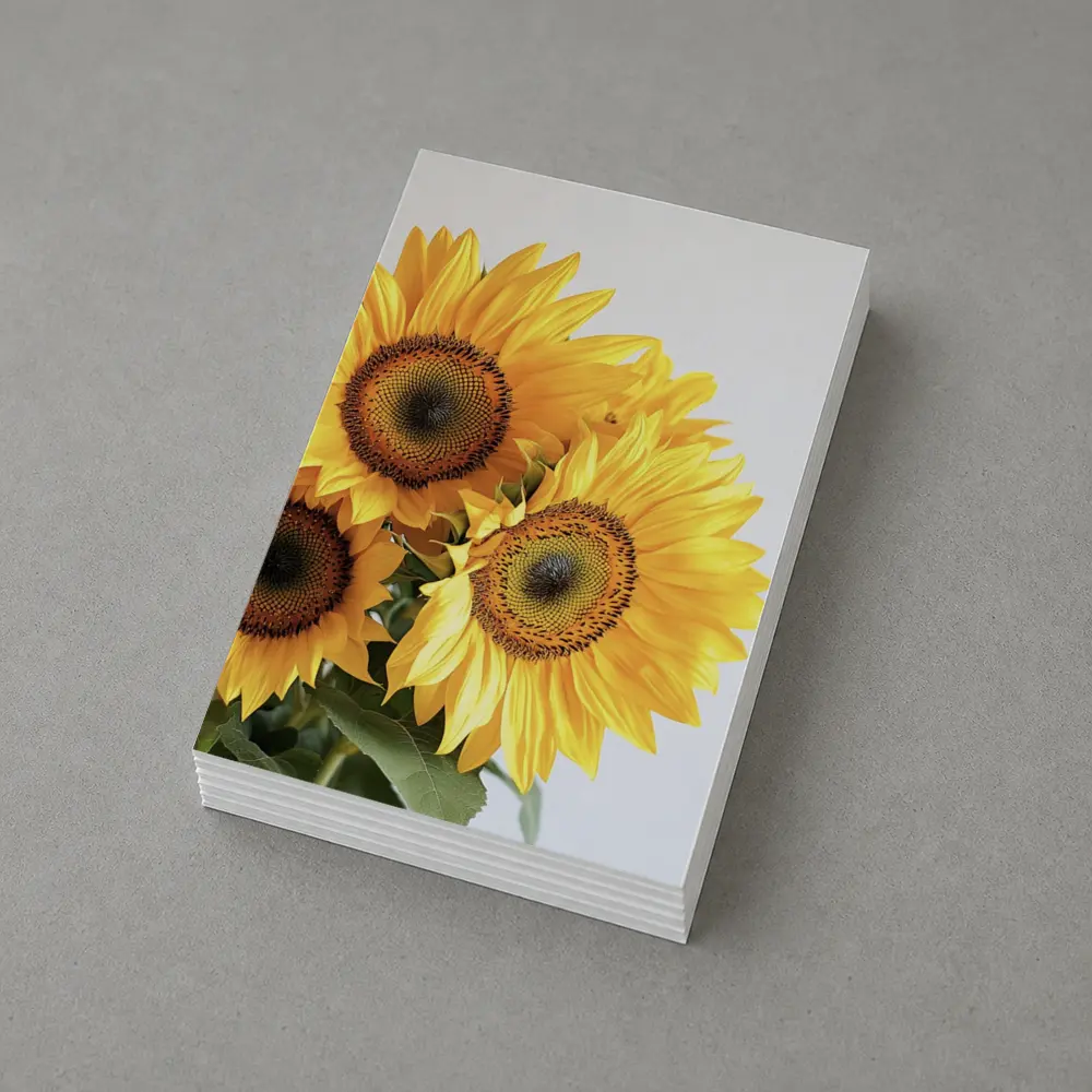 Three Sunflowers Against White Background – Postcards