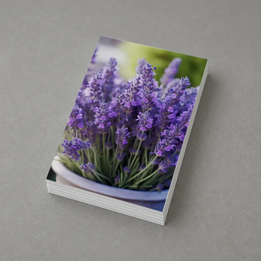 Lavender Flowers In White Pot Garden – Postcards