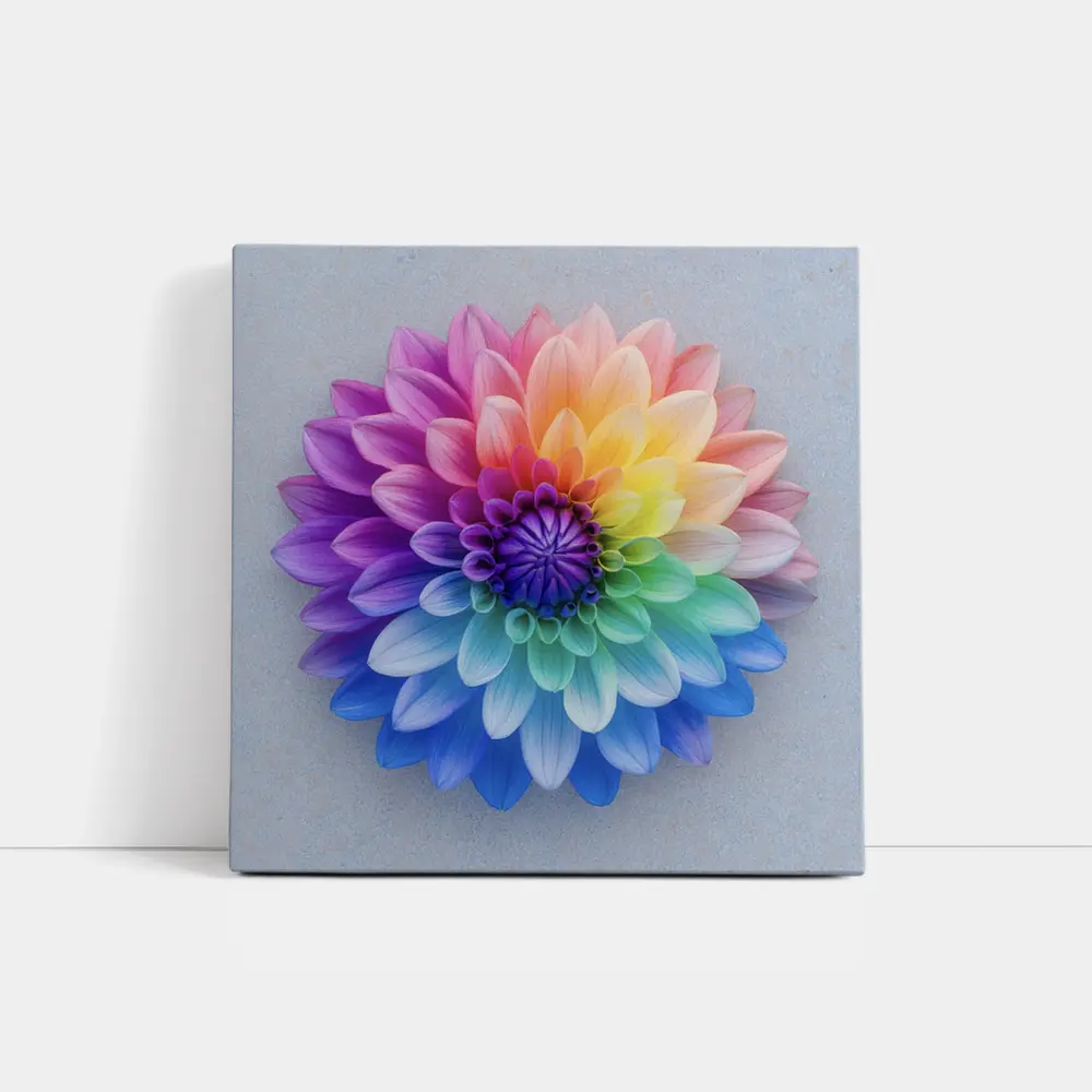 Rainbow Dahlia Flower on Light Gray Background – Wall Art
