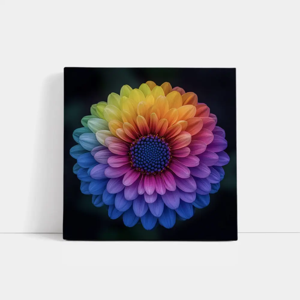 Rainbow Chrysanthemum Flower Dark Background – Wall Art