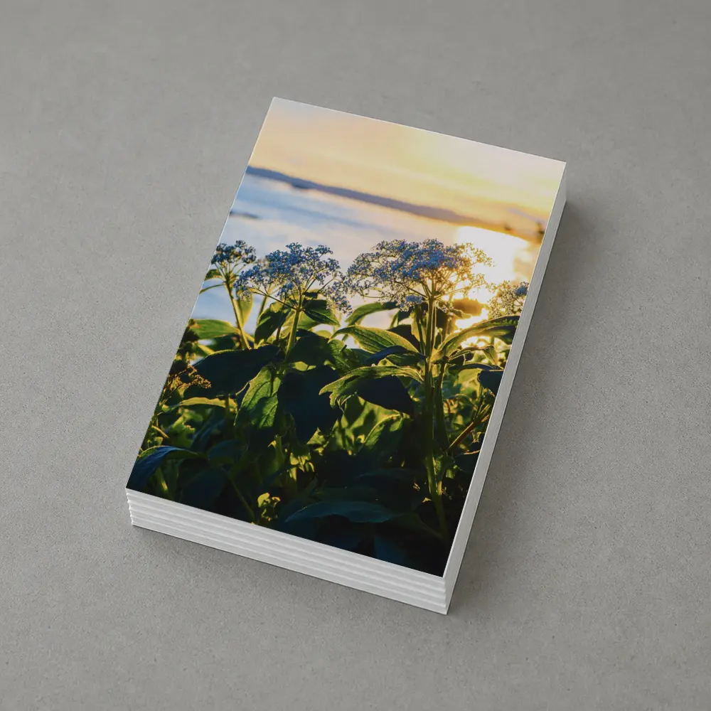 Blue Wildflowers Glowing Coastal Sunset Scene – Postcards