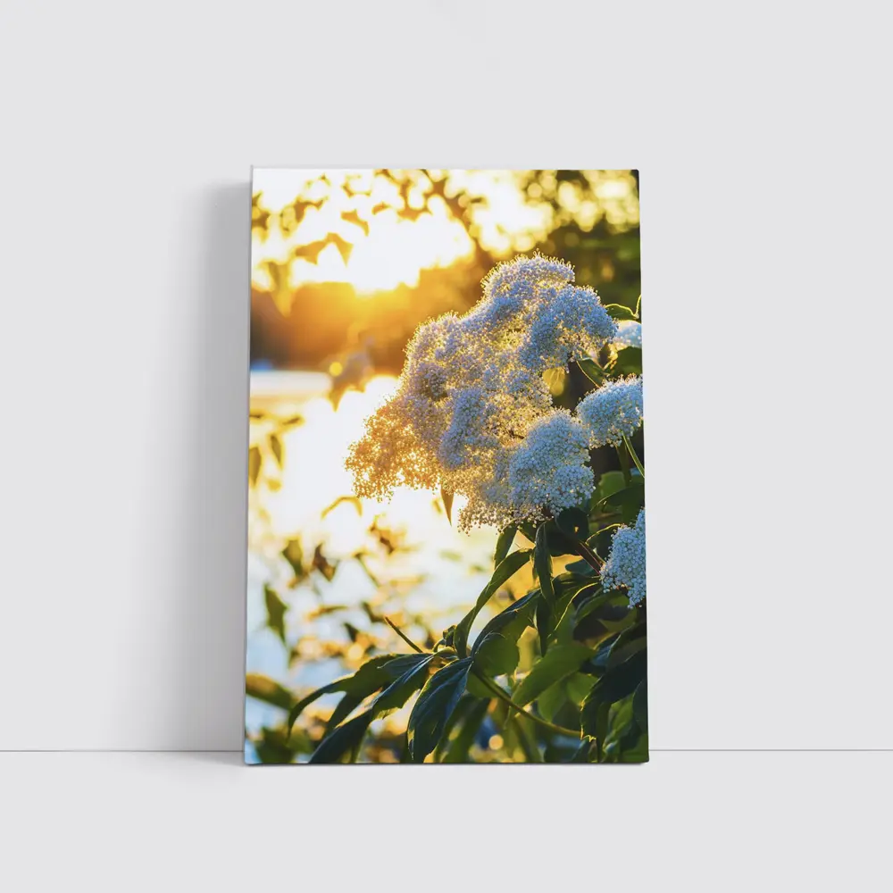 White Hydrangea Flowers Golden Sunset Light – Wall Art