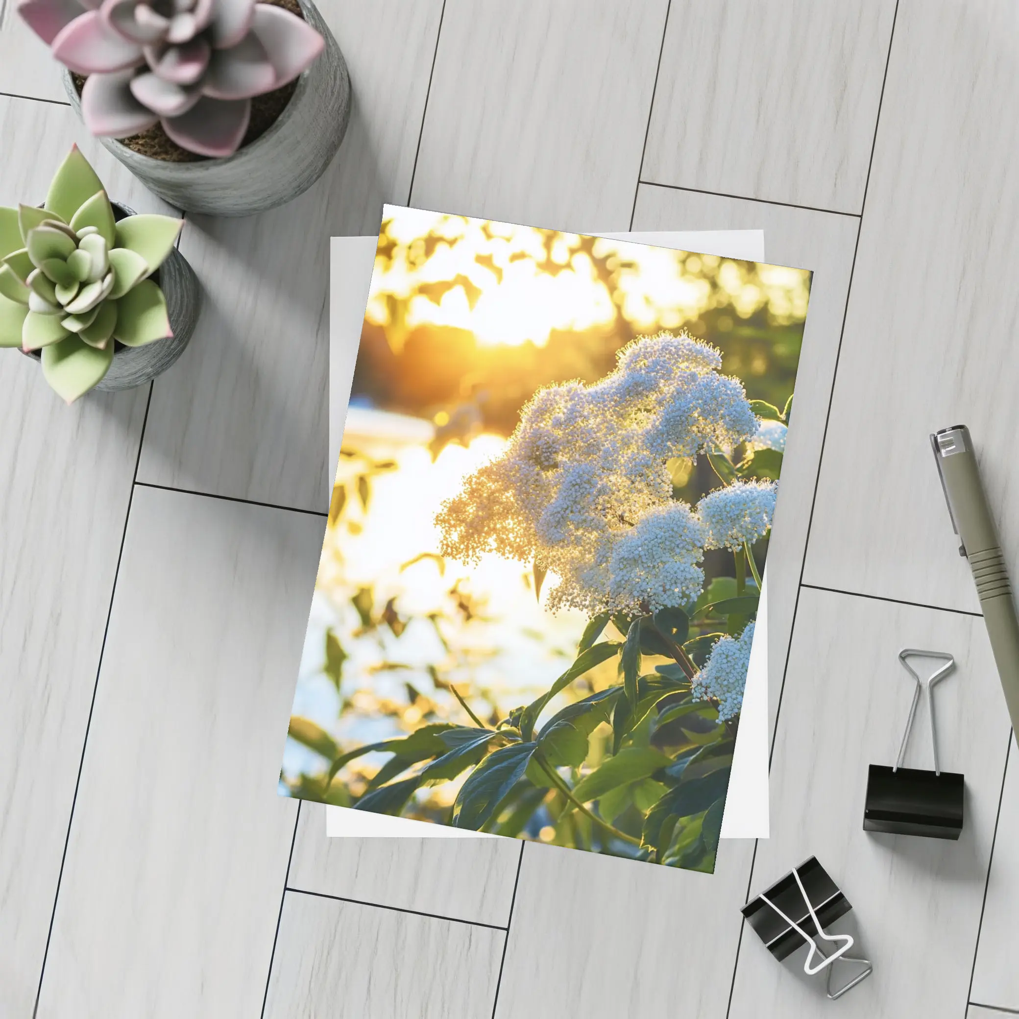 White Hydrangea Flowers Golden Sunset Light – Postcards