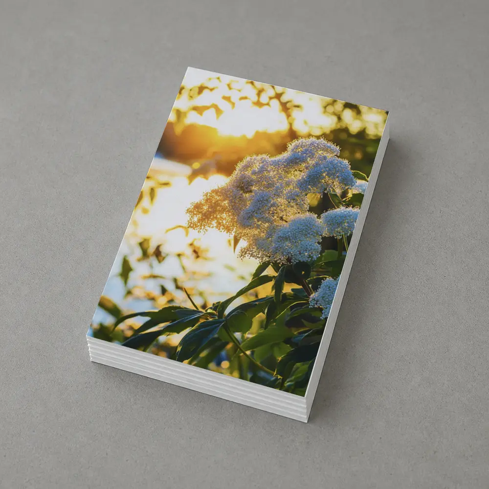 White Hydrangea Flowers Golden Sunset Light – Postcards