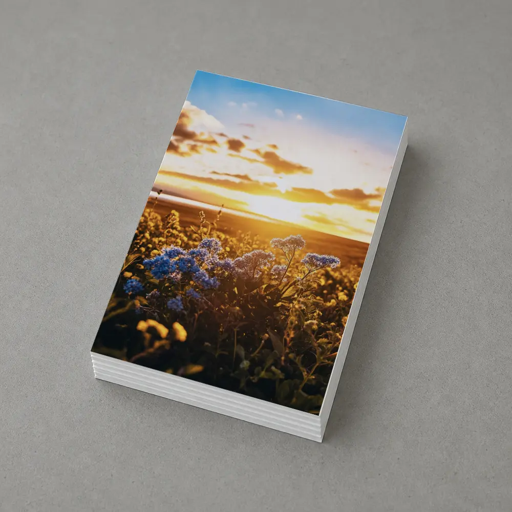 Blue Wildflowers Field Golden Sunset Sky – Postcards