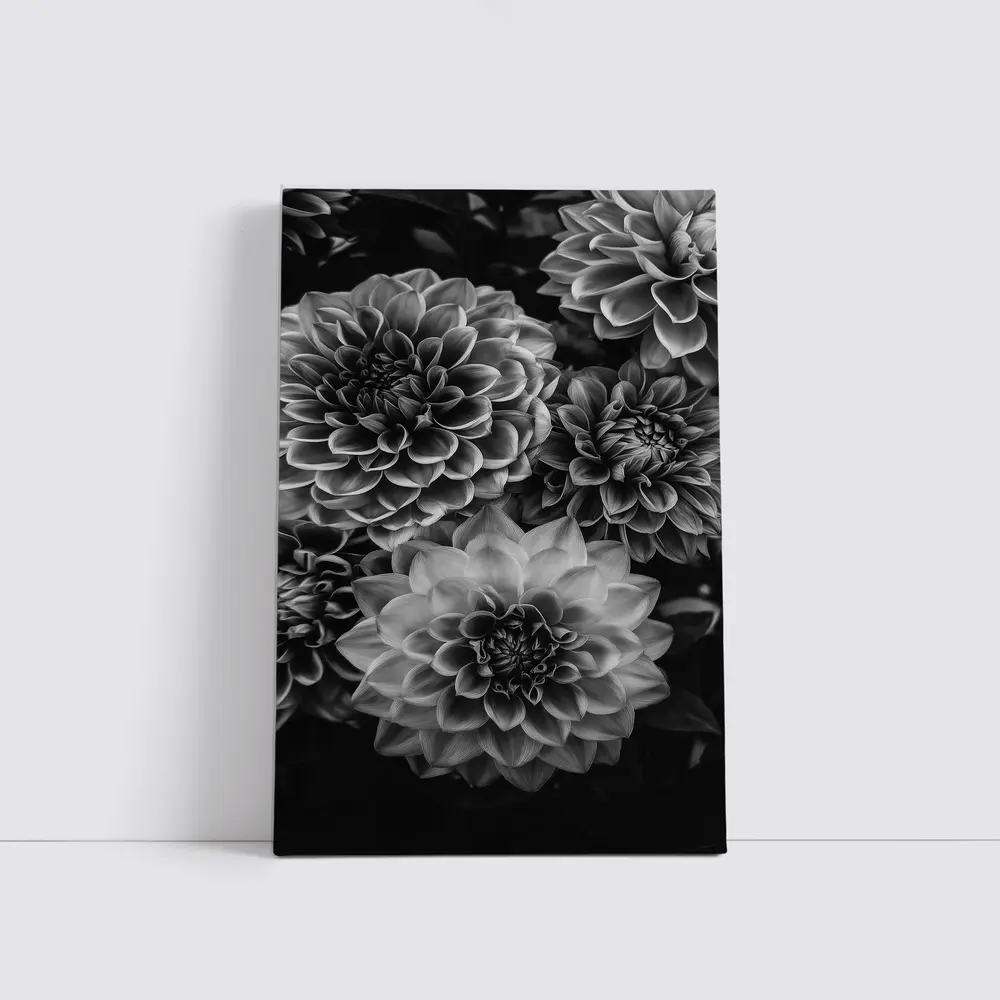 Black and White Dahlia Flowers Dark Background – Wall Art