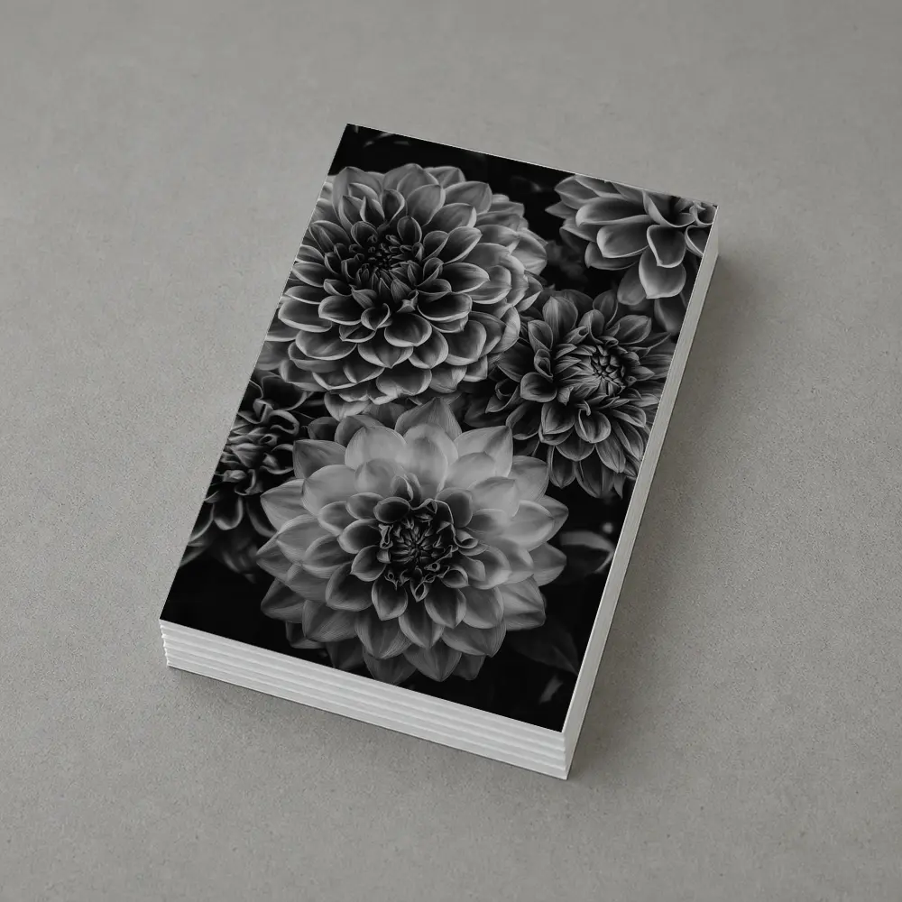Black and White Dahlia Flowers Dark Background – Postcards