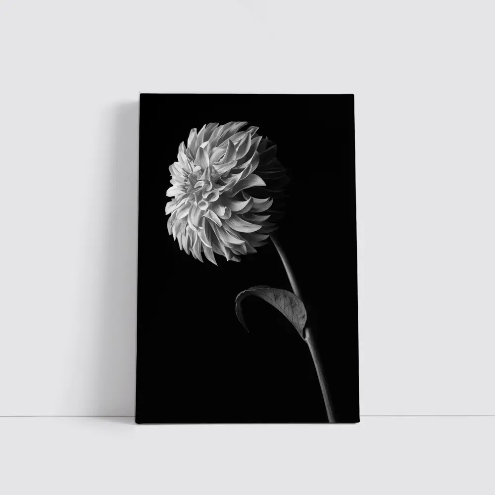Black And White Dahlia Flower Dark Background – Wall Art