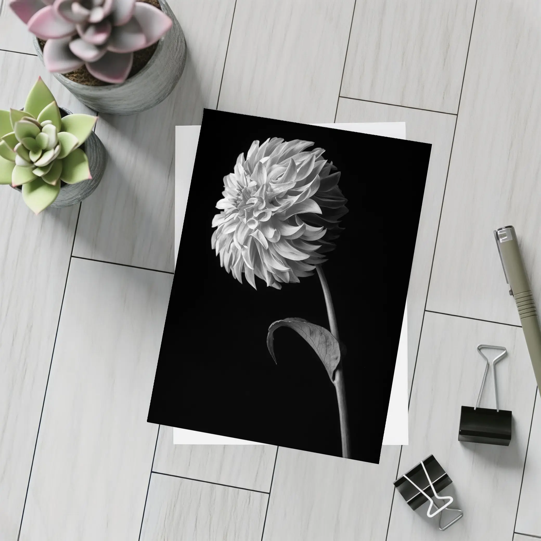 Black And White Dahlia Flower Dark Background – Postcards