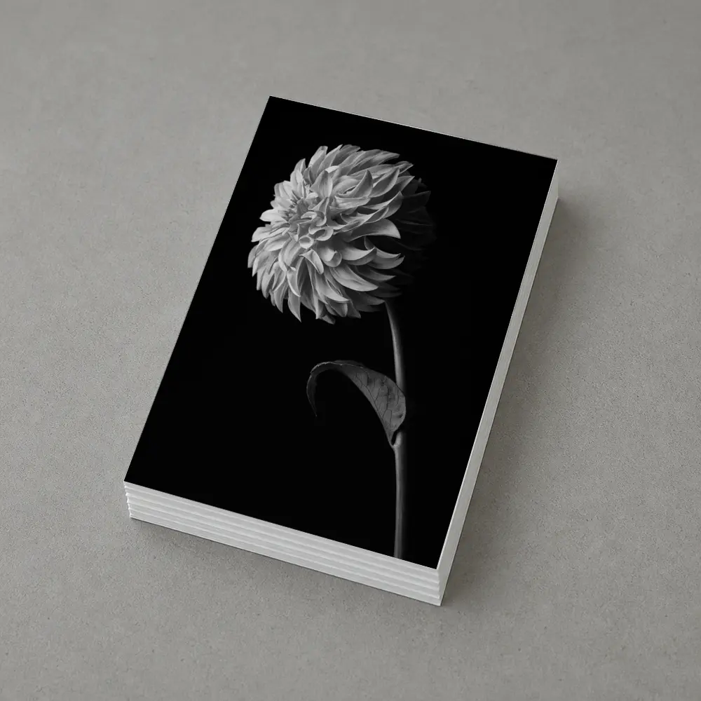 Black And White Dahlia Flower Dark Background – Postcards