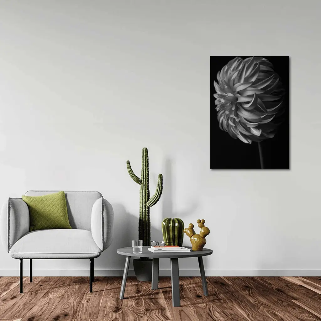 Black and White Dahlia Flower Dark Background – Wall Art