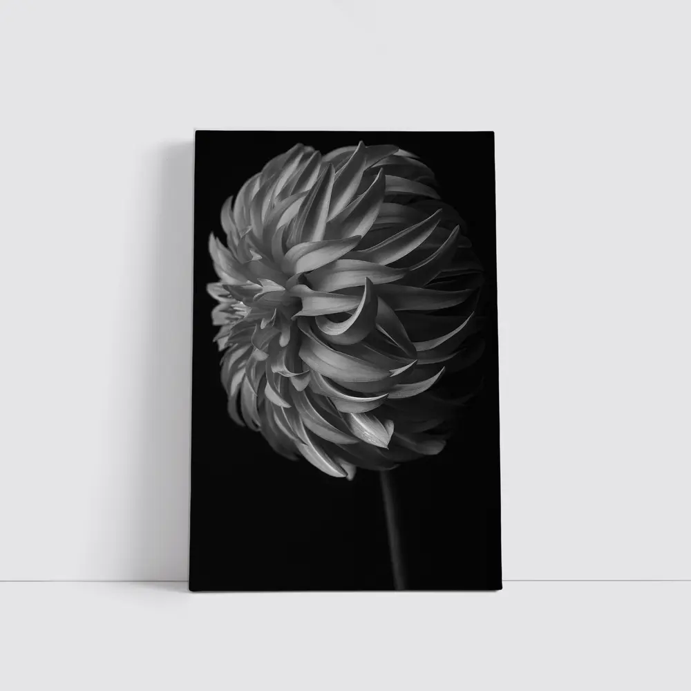 Black and White Dahlia Flower Dark Background – Wall Art
