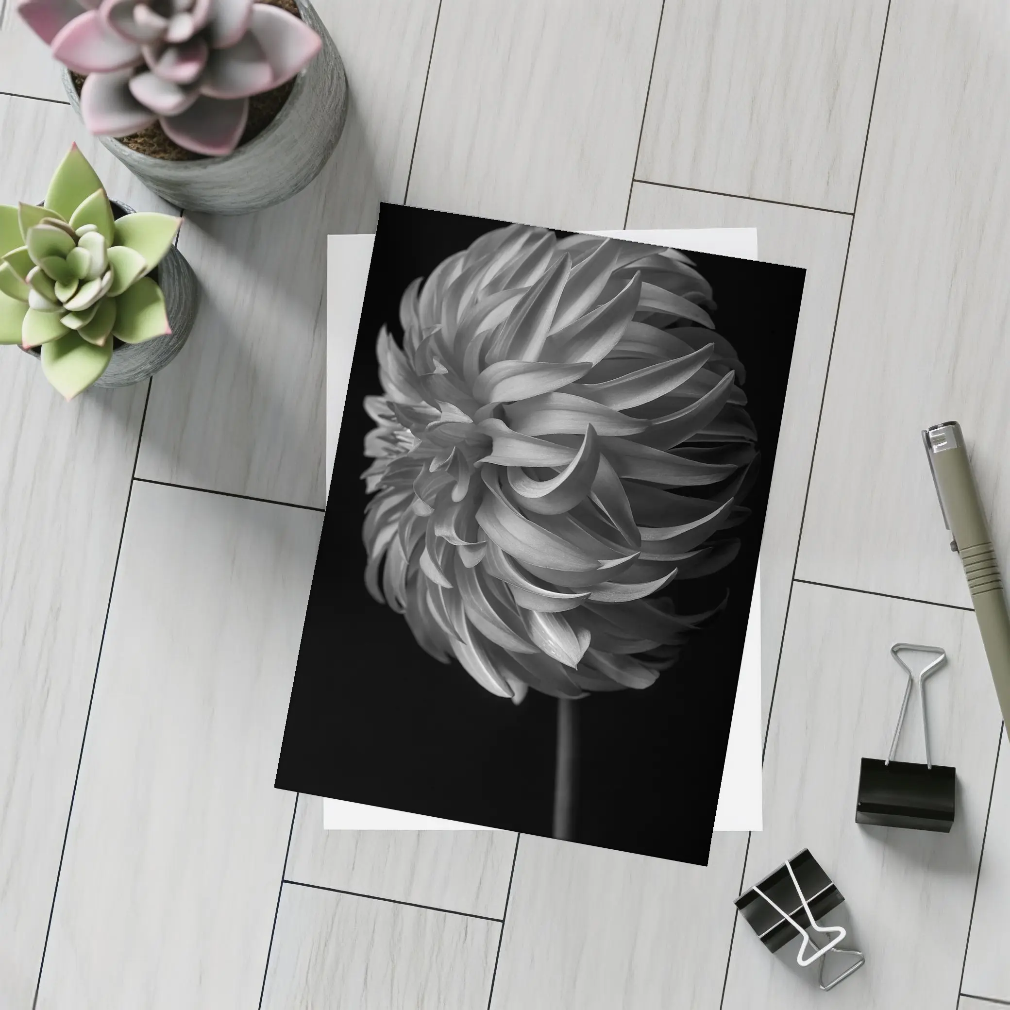 Black and White Dahlia Flower Dark Background – Postcards