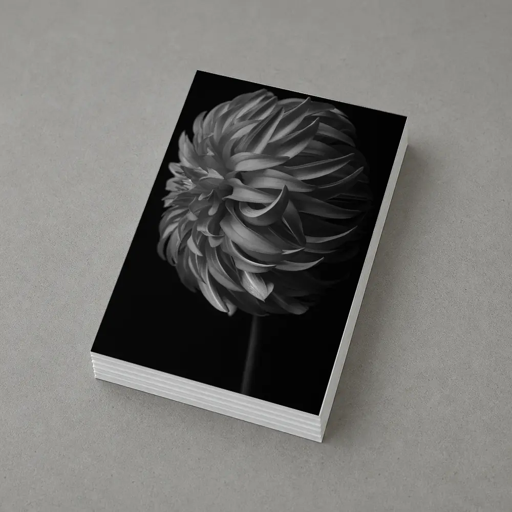 Black and White Dahlia Flower Dark Background – Postcards