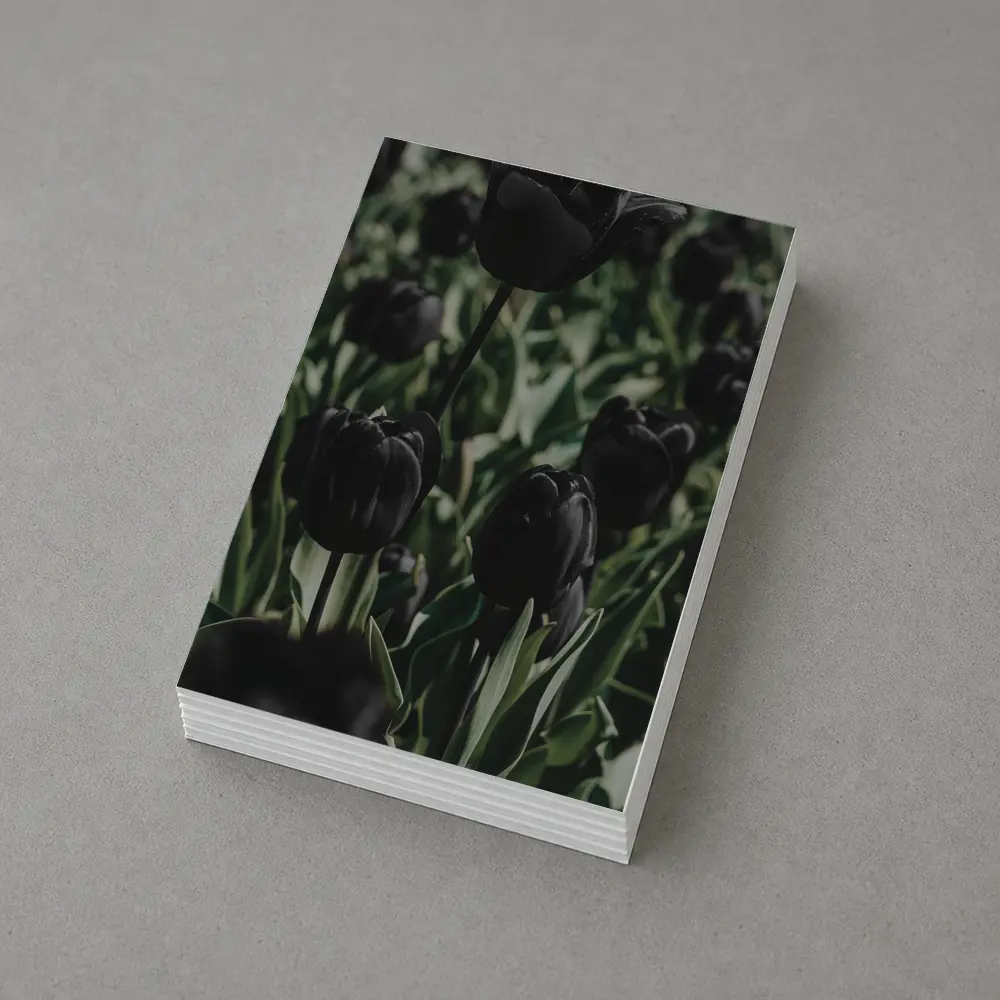 Black Tulips Dark Moody Garden Field – Postcards