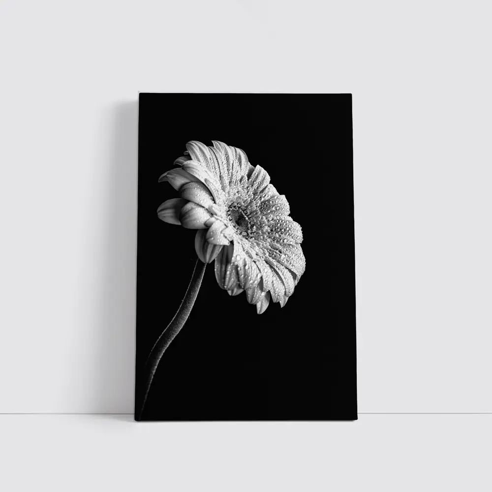 Gerbera Daisy Black White Moody Photography – Wall Art