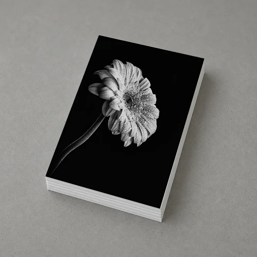Gerbera Daisy Black White Moody Photography – Postcards