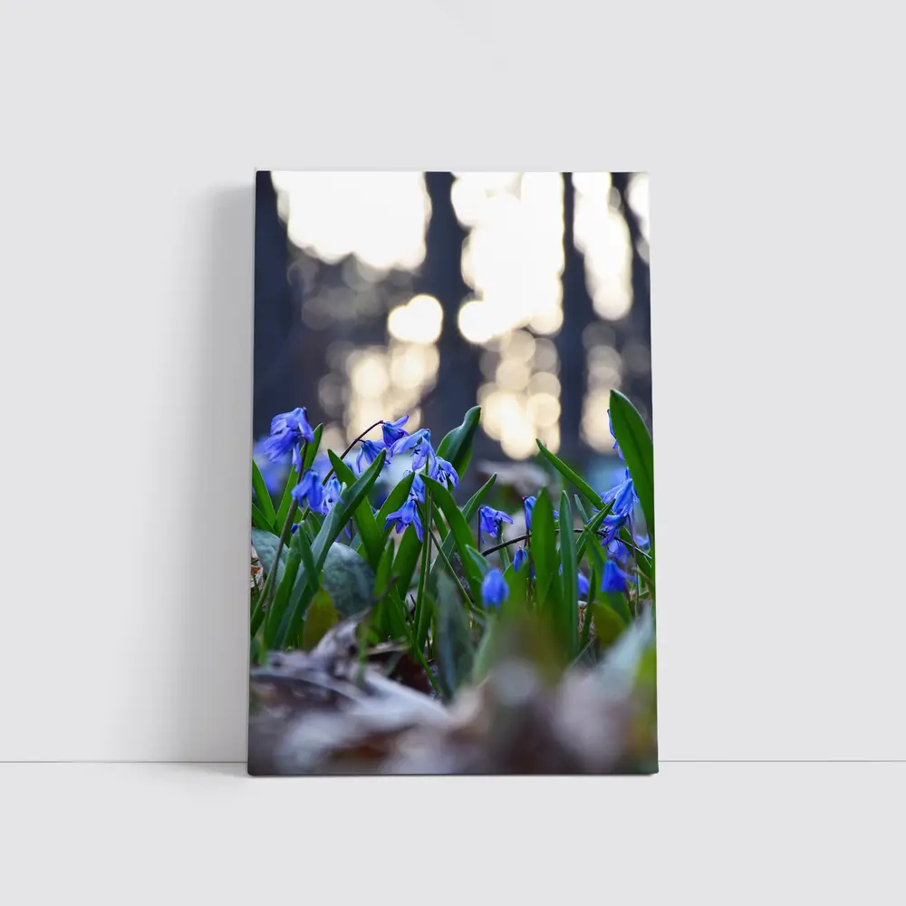 Blue Scilla Flowers Forest Bokeh Spring – Wall Art