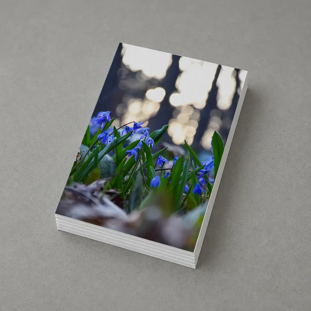 Blue Scilla Flowers Forest Bokeh Spring – Postcards