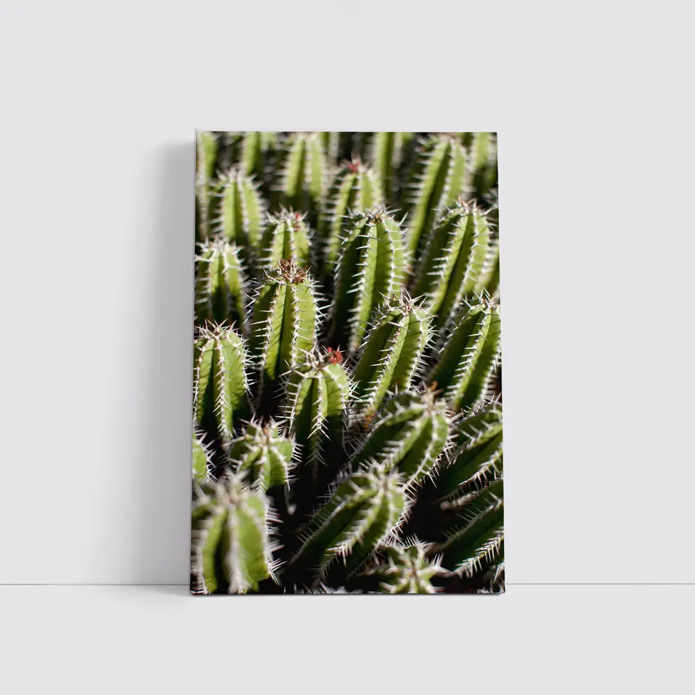 Close Up Green Cactus Spines Desert Plant – Wall Art