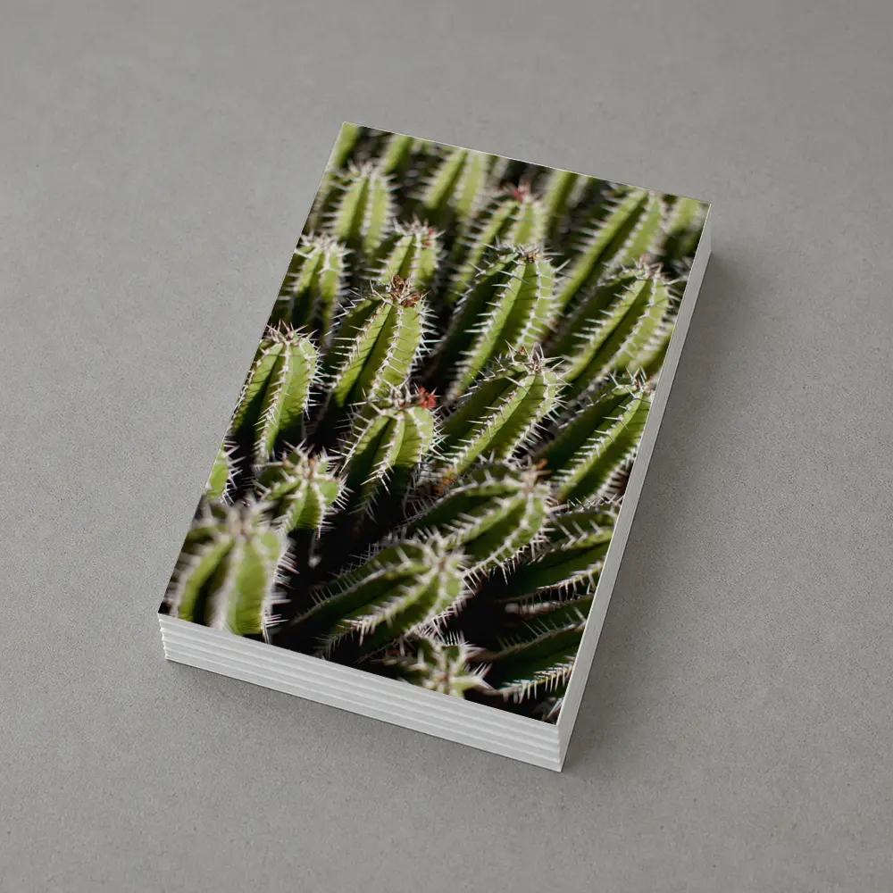 Close Up Green Cactus Spines Desert Plant – Postcards