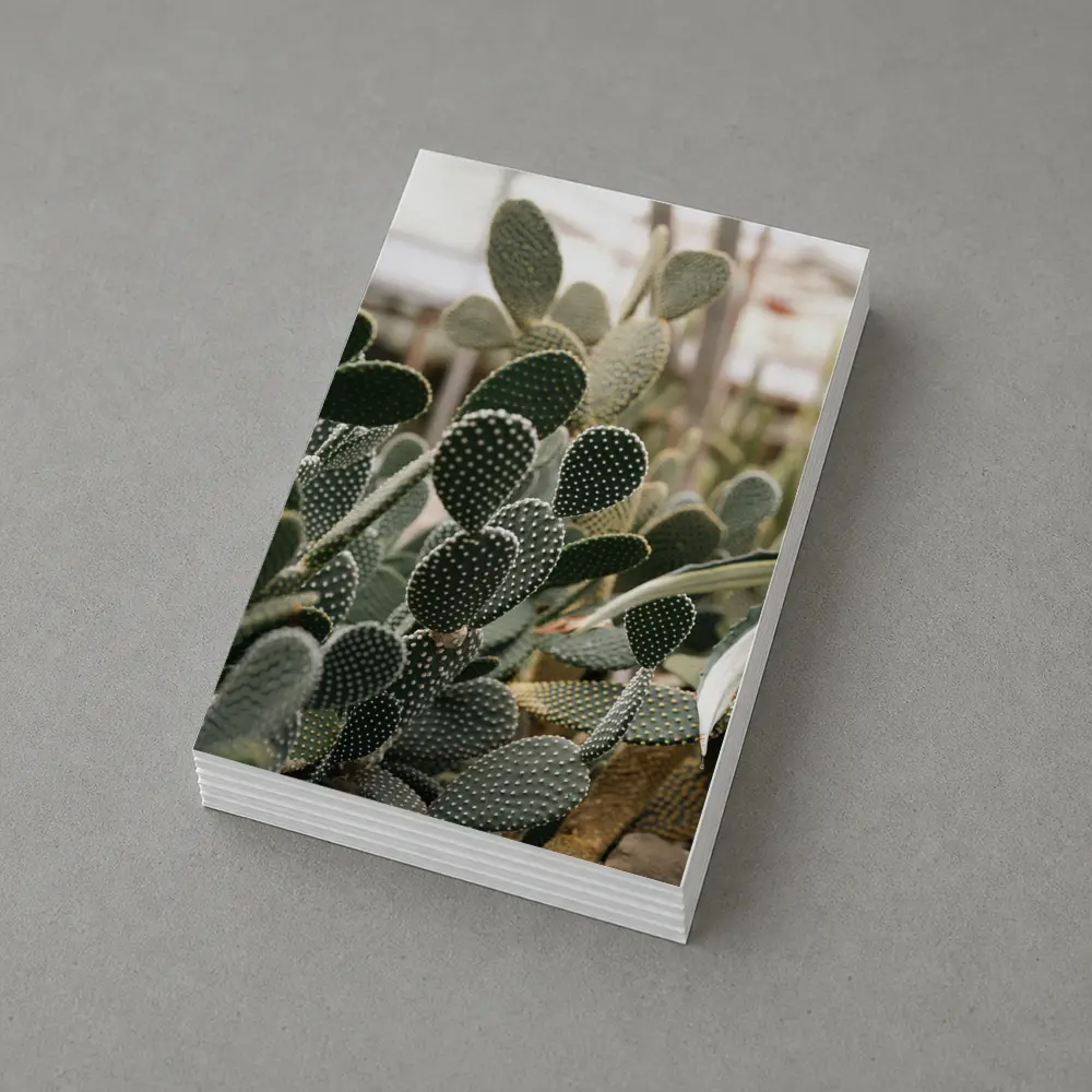 Prickly Pear Cactus Greenhouse Close Up – Postcards