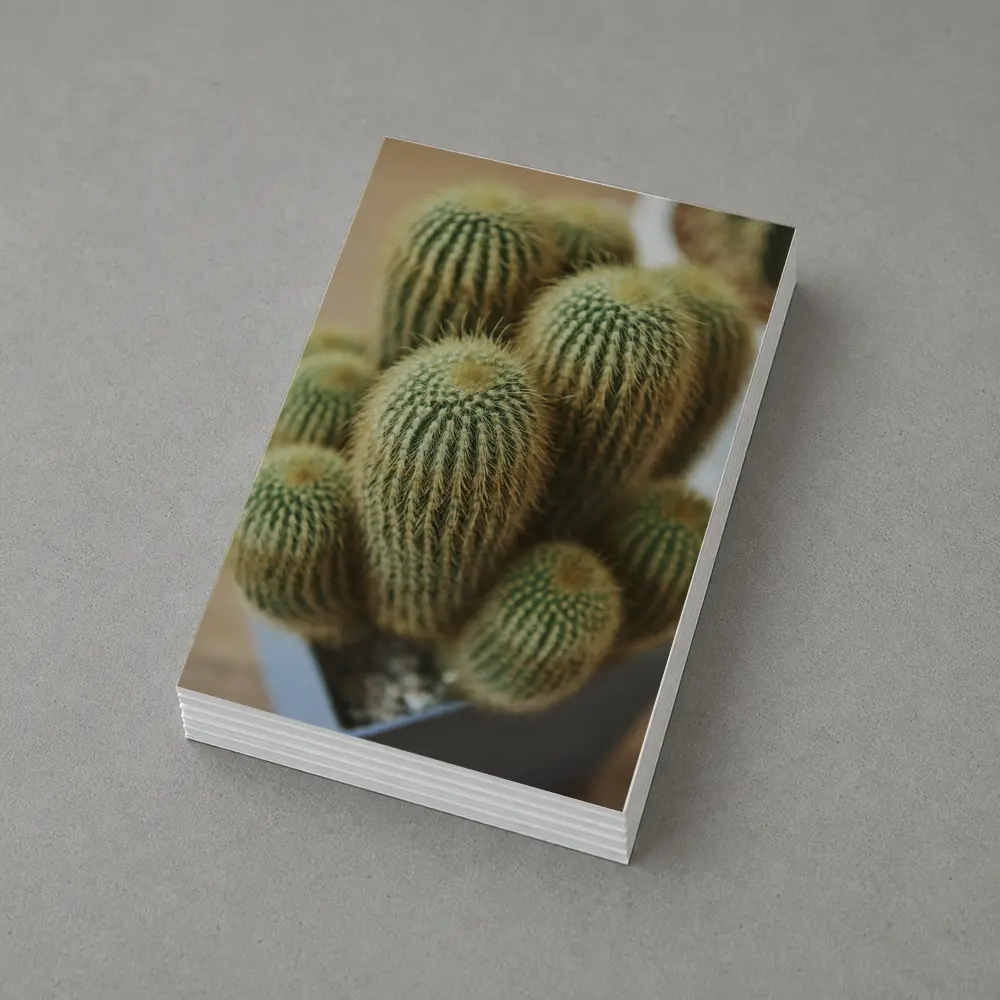 Golden Barrel Cactus Cluster Close Up – Postcards