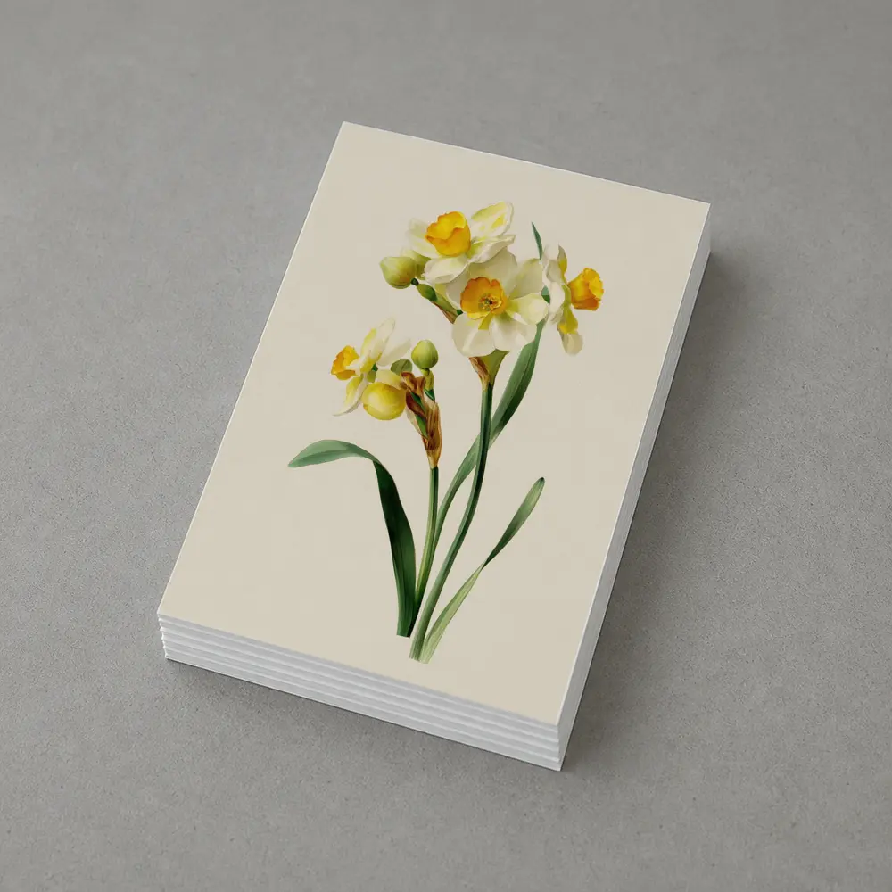 Narcissus Daffodil Botanical Art Beige Background – Postcards