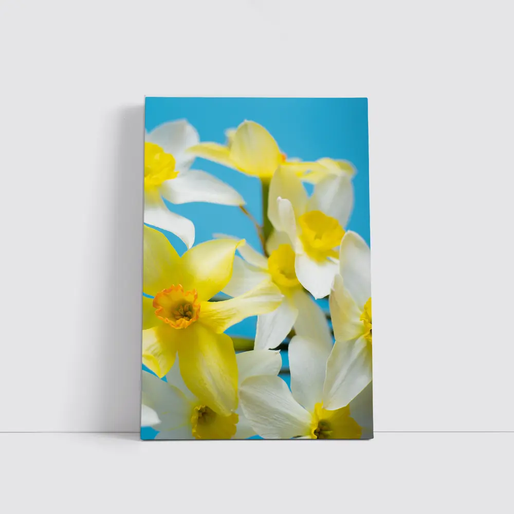 White Yellow Daffodils Blue Background – Wall Art