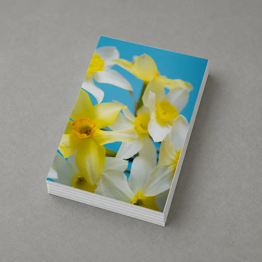 White Yellow Daffodils Blue Background – Postcards