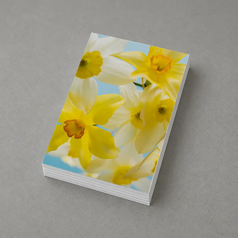 Yellow White Daffodils Blue Sky Background – Postcards