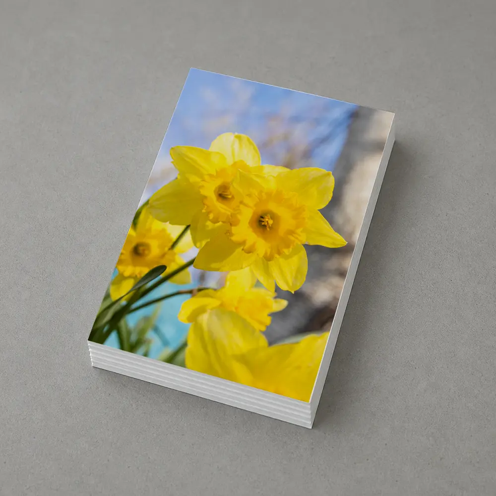 Yellow Daffodils Blue Sky Spring Garden – Postcards