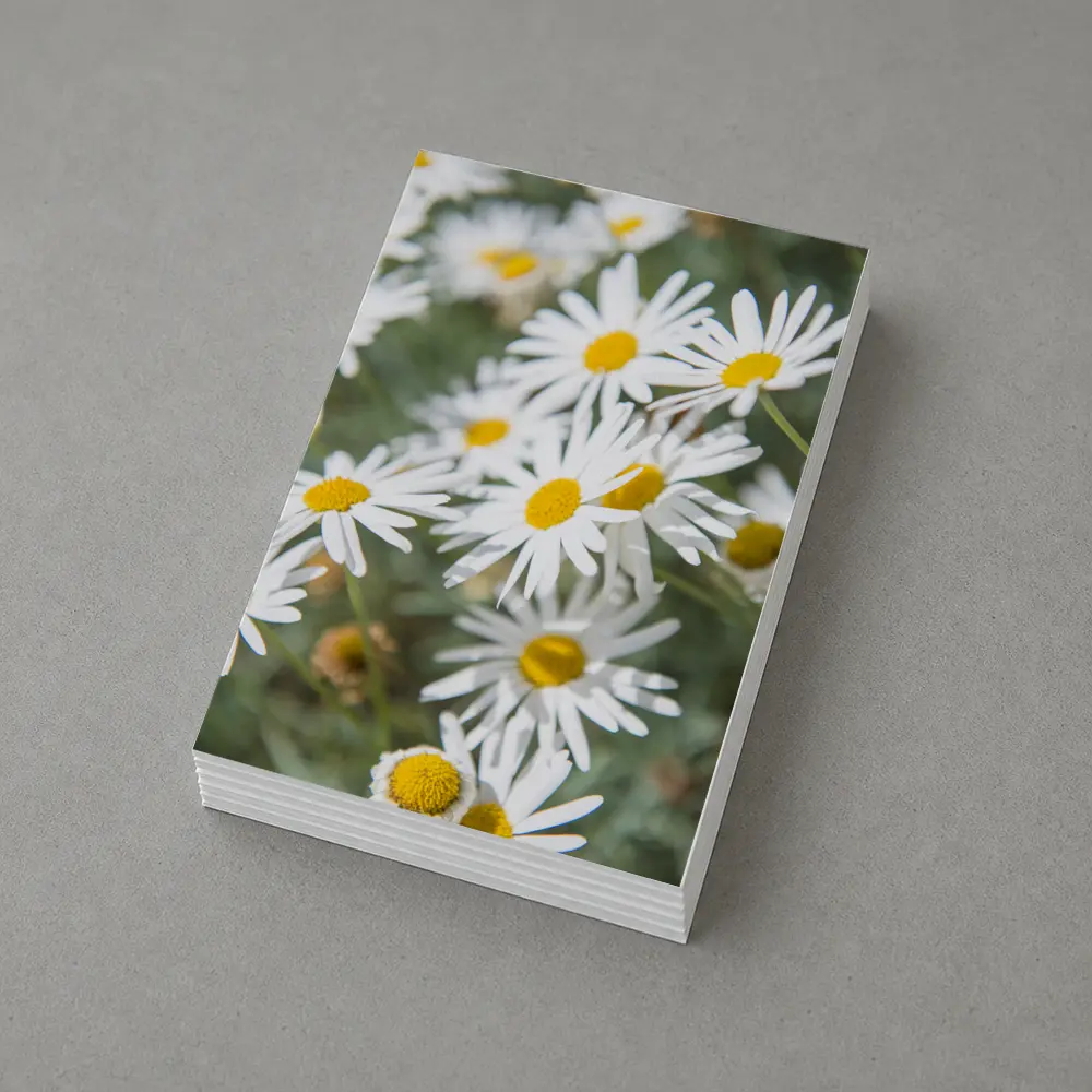 White Daisy Flowers Green Garden Background – Postcards