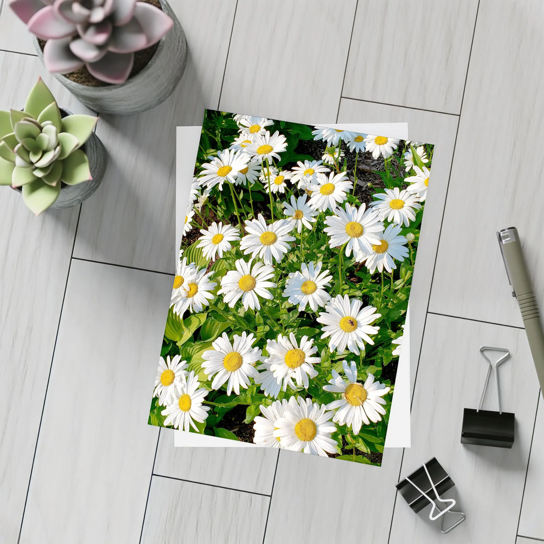 White Daisies Blooming In Green Garden – Postcards