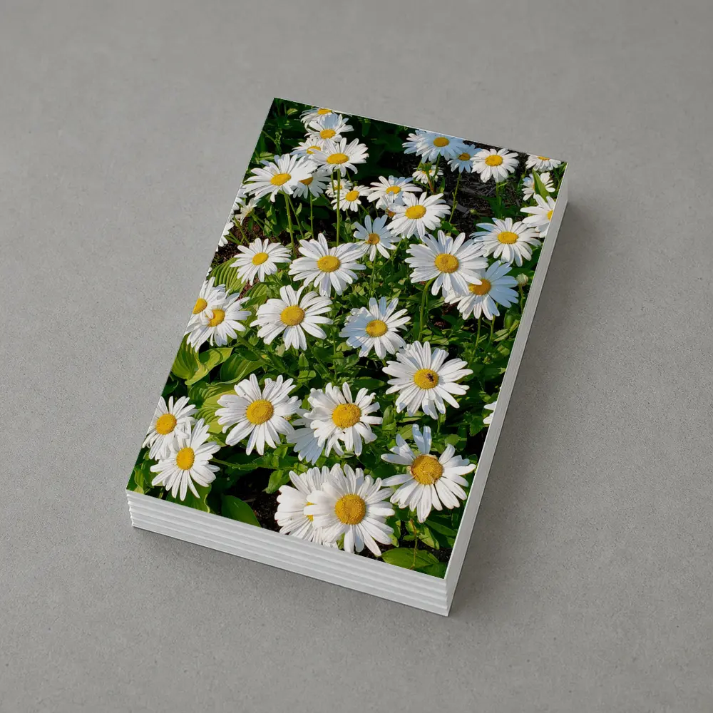 White Daisies Blooming In Green Garden – Postcards