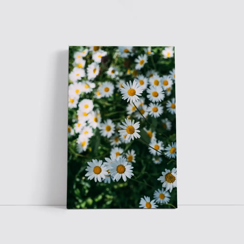 White Daisies Blooming Over Green Garden – Wall Art