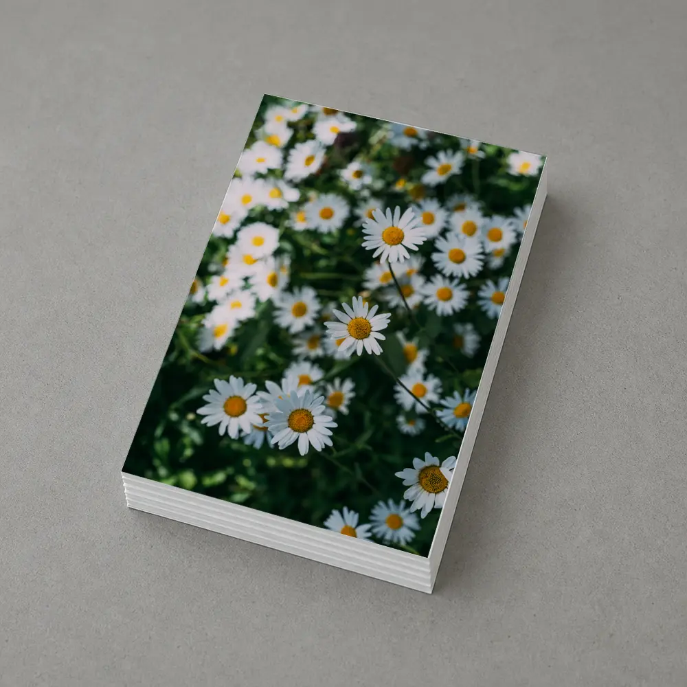 White Daisies Blooming Over Green Garden – Postcards
