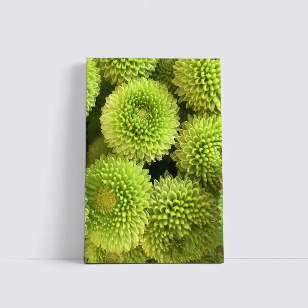 Green Chrysanthemum Flowers Close Up Cluster – Wall Art