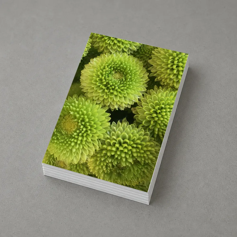 Green Chrysanthemum Flowers Close Up Cluster – Postcards