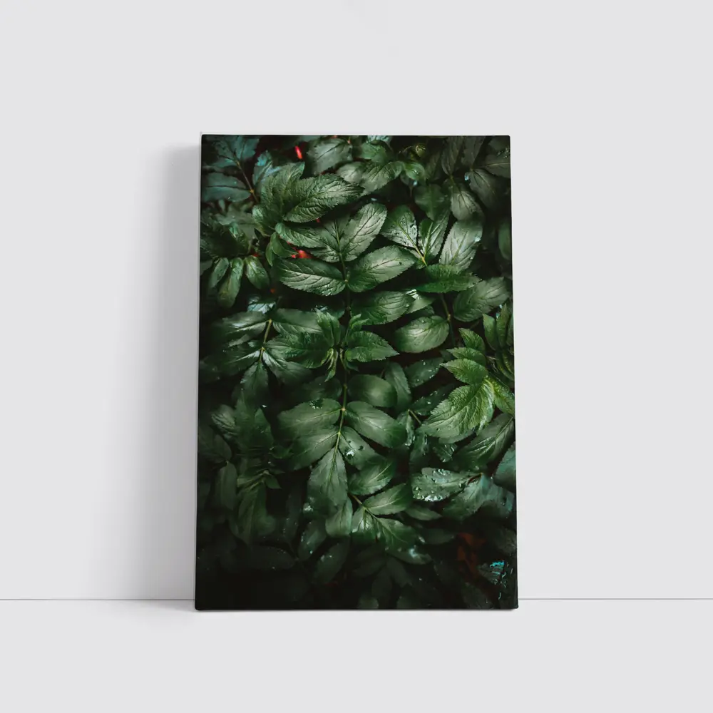 Dark Green Wet Leaves Nature Close Up – Wall Art