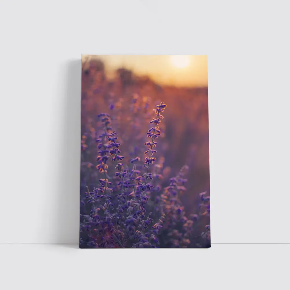 Purple Lavender Field Golden Sunset Glow – Wall Art